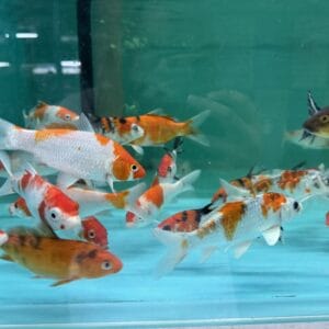 Mix Colour Koi [GC-0359]