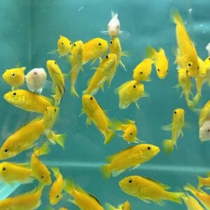 Assorted Cichlid [CC-3062]