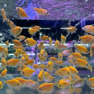 Luminius Colour Tetra [TT-0880]
