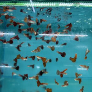 Assorted Guppies Male [GP-0003]