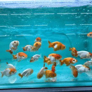 Red White Ranchu [GG-1727]