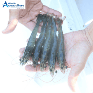 LIVE VANNAMEI SHRIMP [PER KG]