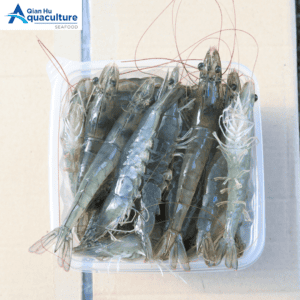 FROZEN VANNAMEI SHRIMP [PER KG]