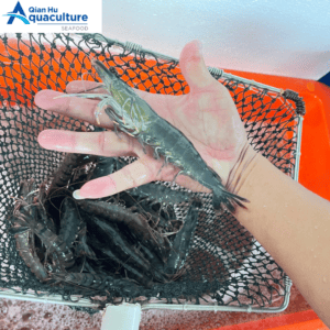 LIVE TIGER PRAWN [PER KG]