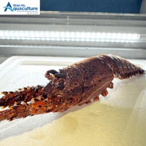 FROZEN WESTERN AUS ROCK LOBSTER [PER PCS]