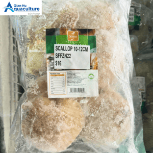 FROZEN JAPAN SEA SCALLOP 1/2 SHELL 10-12CM 600G