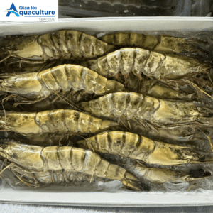 FROZEN TIGER PRAWN 9-12PCS (1KG)