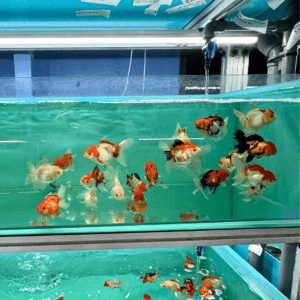 Assorted Oranda [GG-0988]
