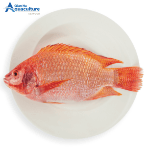 Live Tilapia [Per Pcs]