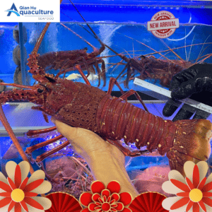 LIVE WESTERN AUSTRALIA ROCK LOBSTER