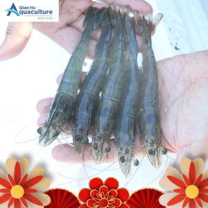 VANNAMEI PRAWN