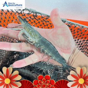 TIGER PRAWN