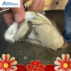 LIVE USA OYSTER (PCS)