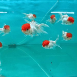 Red Cap Oranda[GG-0330]
