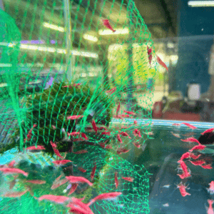 Cherry Shrimp[OO-1980]