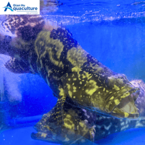 LIVE GROUPER