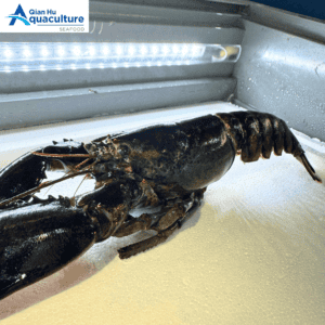 FROZEN BOSTON LOBSTER [PER PCS]