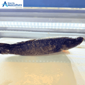 FROZEN MARBLED SAND GOBY