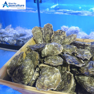 LIVE FRENCH OYSTER