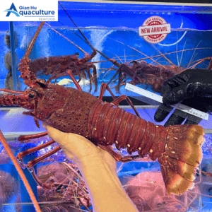 LIVE WESTERN AUSTRALIAN ROCK LOBSTER