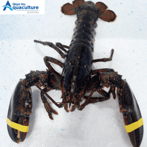 LIVE BOSTON LOBSTER
