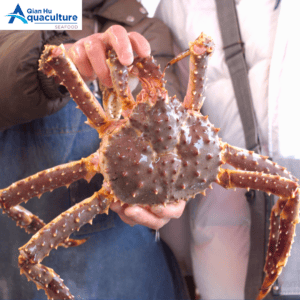LIVE ALASKAN RED KING CRAB [PRE-ORDER][PER PCS]
