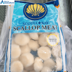 FROZEN SCOTIA BAY SCALLOP [1KG]