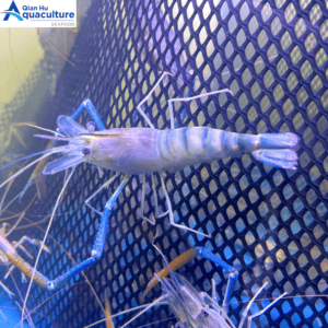 LIVE GIANT FRESHWATER PRAWN [1KG]